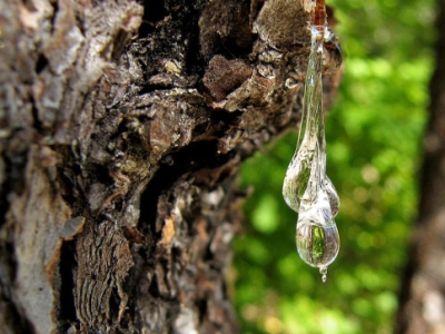 h-REMOVE-TREE-SAP-FROM-A-CAR-640x362